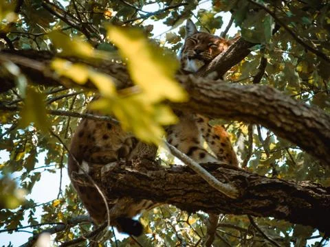A cute lynx sleeping on a tree Stock Photos