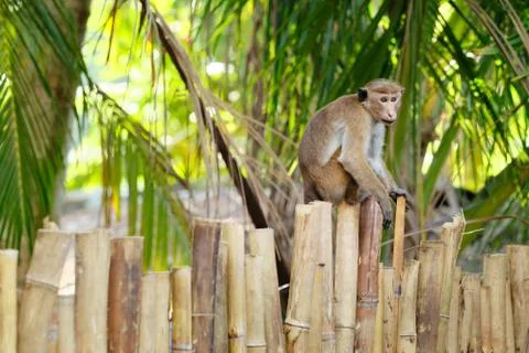 Cute Macaca Sinica Monkey on Bamboo Park Fence Stock Photos