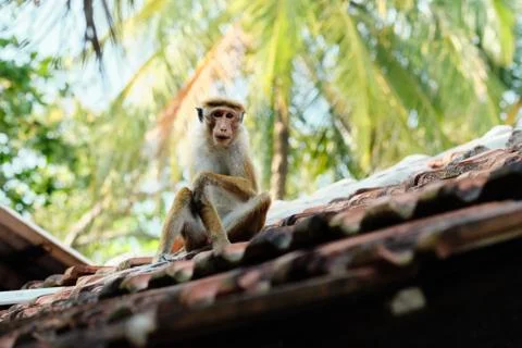 Cute Macaca Sinica Monkey on the Hut Roof Stock Photos