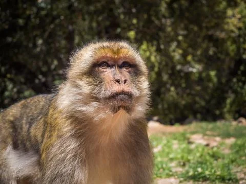 Cute Macaca Sylvanus Berber Monkey in a jungle in Morocco Stock Photos