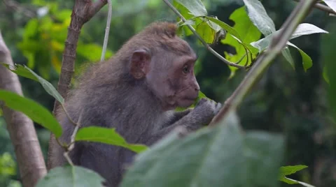 Cute Macaque in Monkey Forest Stockbeeldmateriaal 65094319