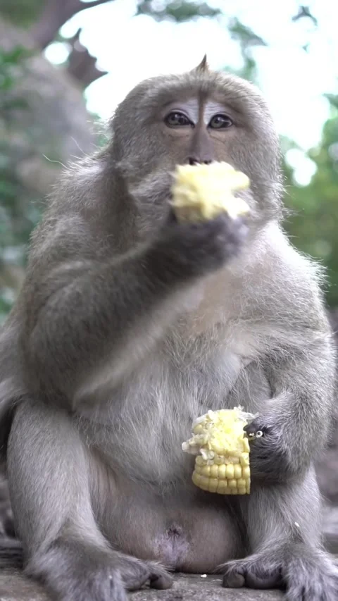 A cute macaque monkey sits outdoors holding and eating yellow corn Stock Footage 342300078