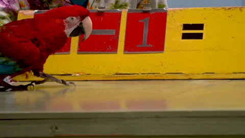 Cute macaw parrot is able to count the number to solve math problem Stock Footage 166077007