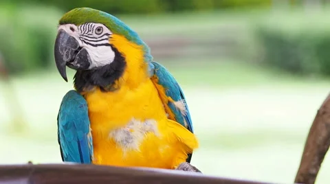 Cute macaw parrot bird resting on a branch, HD Clip. Stock Footage 62206791