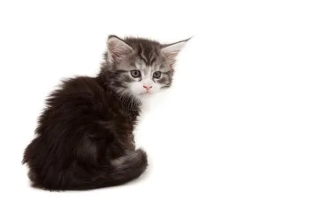 Cute maine coon kitten alert Stock Photos