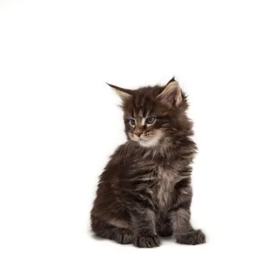 Cute maine coon kitten Stock Photos