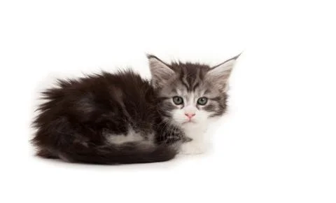Cute maine coon kitten Stock Photos