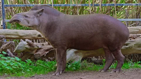 Cute Malayan tapir - an endangered species Stock Footage 307776563