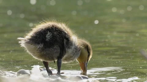 Cute Mallard Duckling Drinking and Walking in Water - 4K Slow Motion Vídeos de archivo 335256795