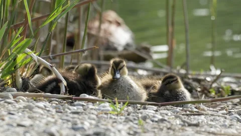 Cute Mallard Duckling Looking Forward and Grooming - 4K Slow Motion Stockbeeldmateriaal 335257571