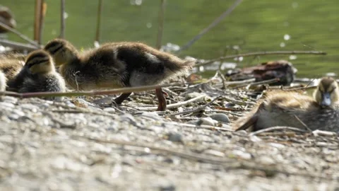 Cute Mallard Duckling Stretching and Joining Siblings - 4K Slow Motion Vídeos de archivo 335257548