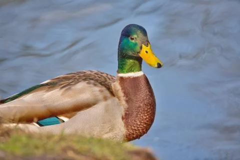 Cute mallard Stock Photos