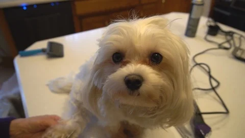 Cute Maltese Stock Footage 101788219