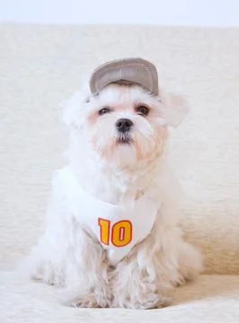 Cute maltese Stock Photos