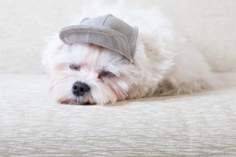 Cute maltese Stock Photos
