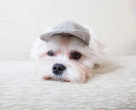 Cute maltese Stock Photos