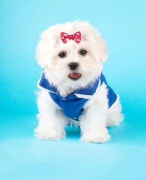 Cute maltese Stock Photos
