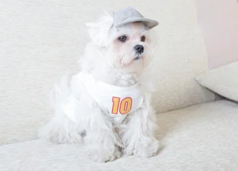 Cute maltese Stock Photos