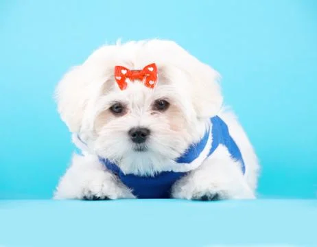 Cute maltese Stock Photos