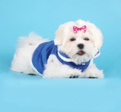 Cute maltese Stock Photos