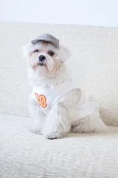 Cute maltese Stock Photos