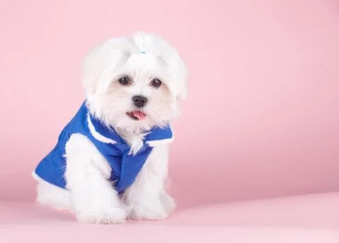 Cute maltese Stock Photos