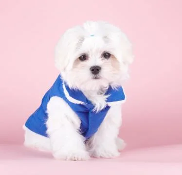 Cute maltese Stock Photos