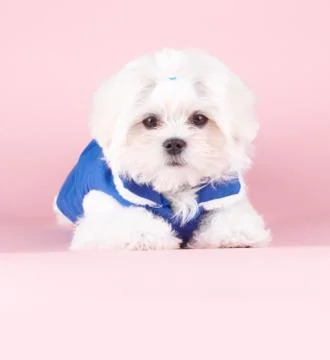 Cute maltese Stock Photos