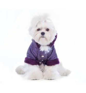 Cute maltese Stock Photos