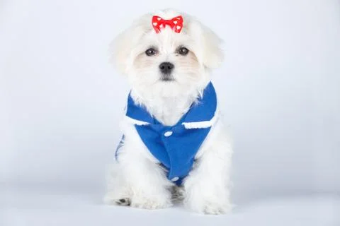 Cute maltese Stock Photos