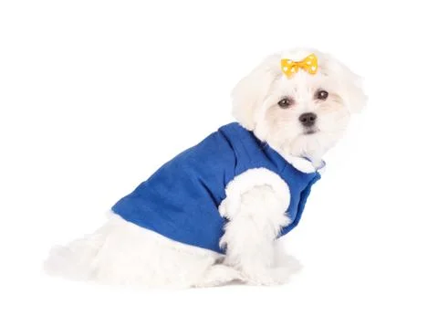 Cute maltese Stock Photos