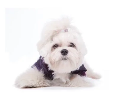 Cute maltese Stock Photos