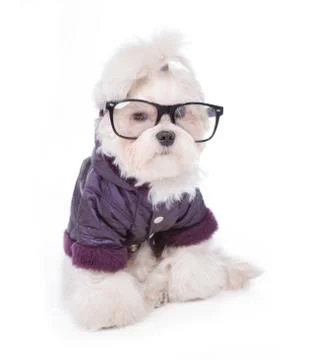 Cute maltese Stock Photos
