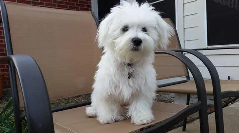 Cute Maltese Puppy Lounging in a Chair on the Patio Stock Photos