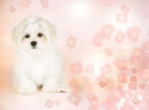 Cute maltese sitting Stock Photos