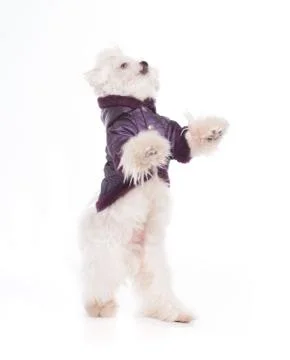Cute maltese standing Stock Photos