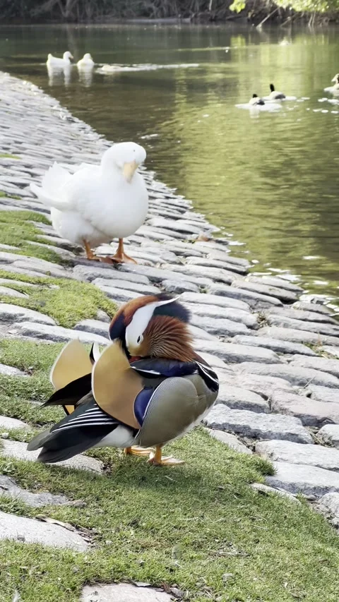 Cute mandarin duck Stock Footage 319736299