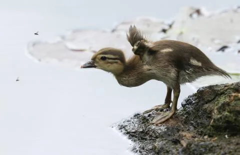 A cute Mandarin Duckling, flapping its wings and chasing after fly's. Stock Photos
