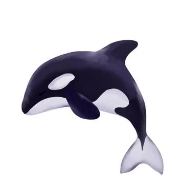 Cute marine orca Stock-Illustration