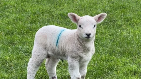 Cute marked lamb standing looking at camera Stock Footage 332024668