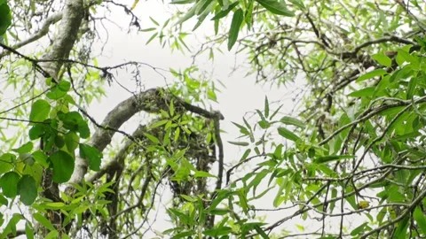 Cute Marmoset Monkey Climb Tree Branches in Natural Botanical Garden Stock Footage 334815687