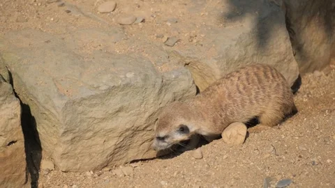 A cute marmot digs a hole in the sandy soil. Mammals, representatives of the Stock Footage 250457542