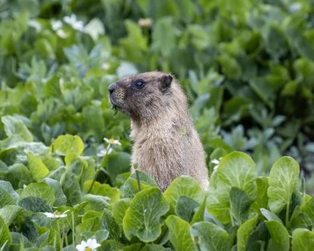 Cute marmot Stock Photos