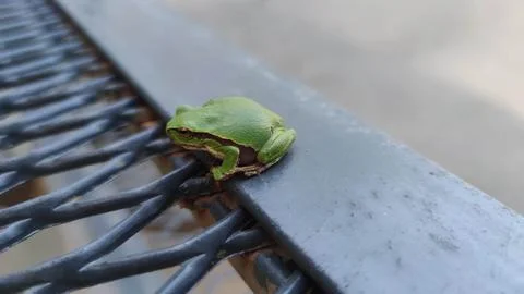 Cute Mediterranean tree frog on an expanded metal mesh outdoors Stock Photos