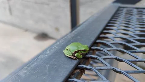 Cute Mediterranean tree frog on high expanded metal mesh outdoors Stock Photos