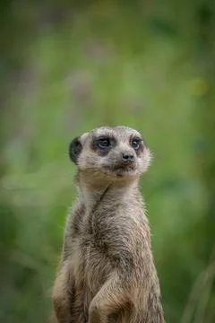 A cute meerkat closeup that is posing in front of the camera Stock Photos