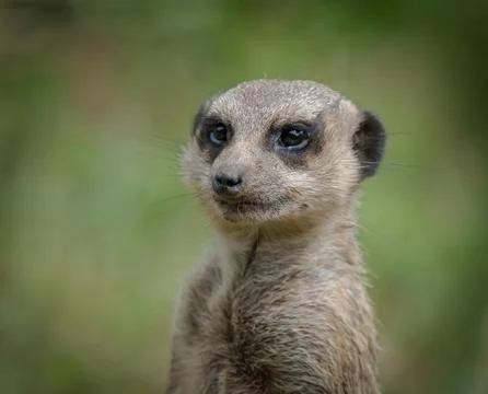 A cute meerkat closeup that is posing in front of the camera Stock Photos