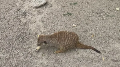 Cute meerkat digging frantically in sandy ground searching for food insects 库存影片 340575376
