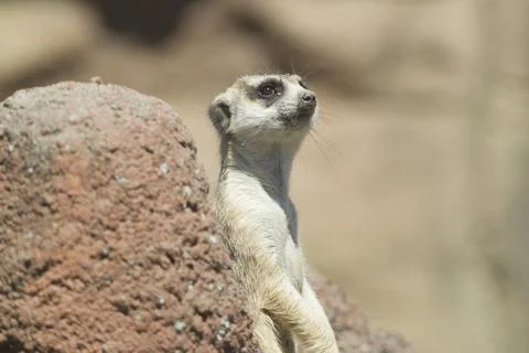 Cute meerkat. Stock Photos