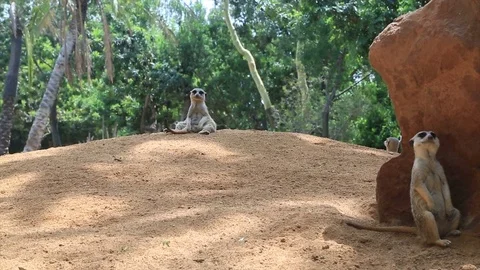 Cute meerkat in the savannah Stock Footage 83000893